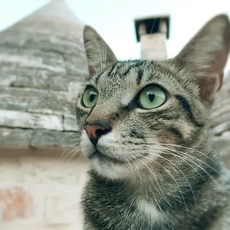 Trullo Laisa Отель типа 